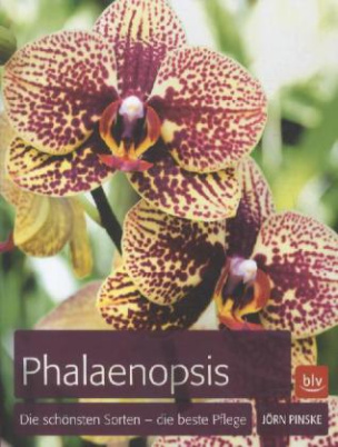 Phalaenopsis