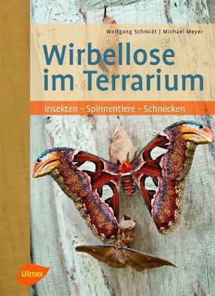 Wirbellose im Terrarium