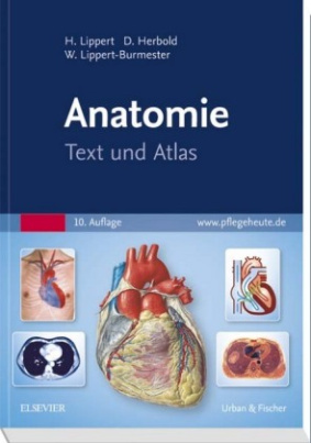 Anatomie