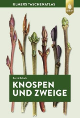 Knospen und Zweige